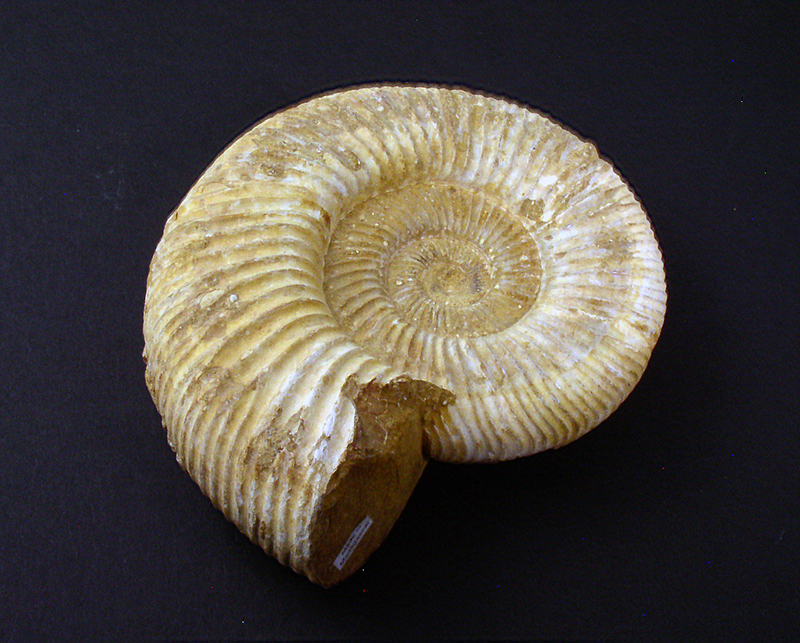 Fossil Specimens - Perisphinctes sp., Tulear, Madagascar