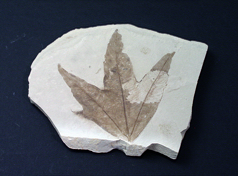 Fossil Specimens - Platanus wyomingensis, Uintah County, Utah, USA