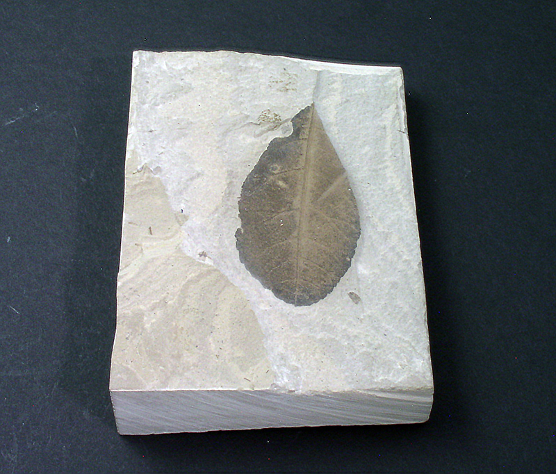 Fossil Specimens - Allophylus flexifolia, Uintah County, Utah, USA