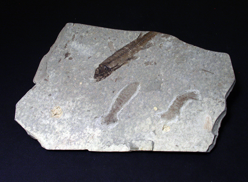Fossil Specimens - Lycoptera davidi sp., Liaoning, China