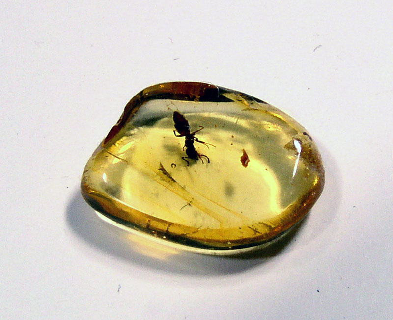 Ant in Baltic amber - Eocene, Kaliningrad, Russia
